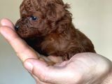 Kore Kanı Dark Brown Toy Poodle