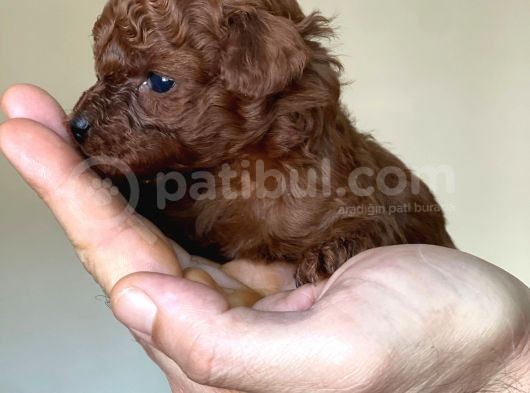 Kore Kanı Dark Brown Toy Poodle görsel