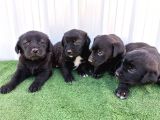 Orjinal Labrador Yavrular