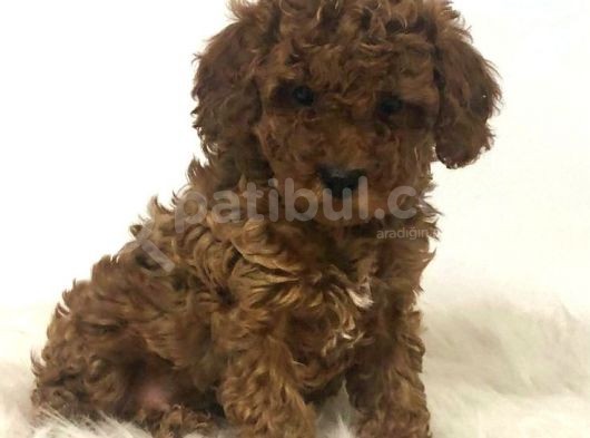 Tooy Poodle Yavrumuz 0 Teacup 