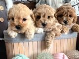 toy poodle bebekler