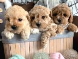 Toy Poodle Bebekler