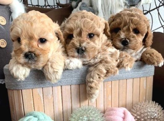 Toy Poodle Bebekler görsel