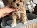 Toy Poodle Bebekler