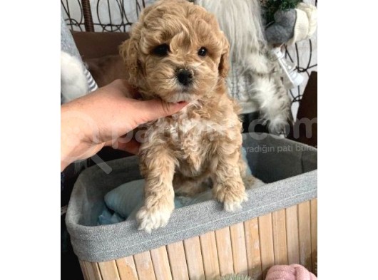 Toy Poodle Bebekler görsel