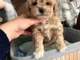 Toy Poodle Bebekler