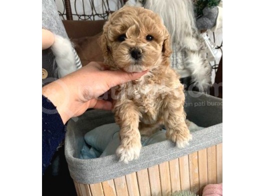 Toy Poodle Bebekler görsel