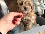 Toy Poodle Bebekler