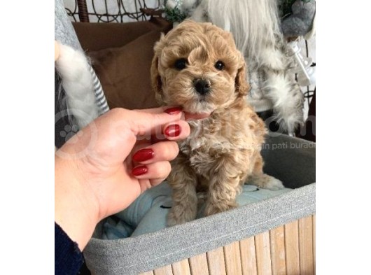 Toy Poodle Bebekler görsel