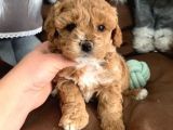 toy poodle yavruları