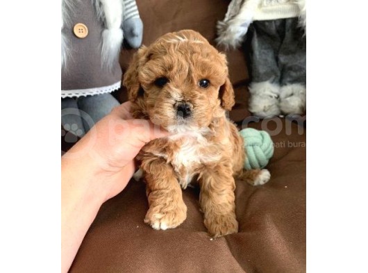 Toy Poodle Yavruları