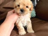 Toy Poodle Yavruları