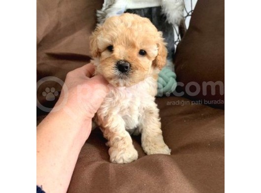 Toy Poodle Yavruları görsel