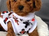Toy Poodle Yavruları