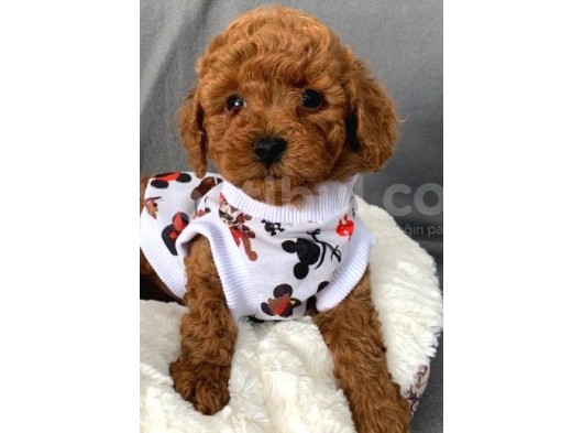 Toy Poodle Yavruları görsel