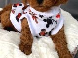 Toy Poodle Yavruları