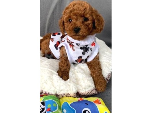 Toy Poodle Yavruları görsel