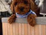 renk renk toy poodle bebekler