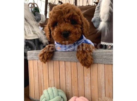 Renk Renk Toy Poodle Bebekler