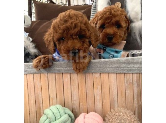Renk Renk Toy Poodle Bebekler görsel