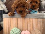 Renk Renk Toy Poodle Bebekler