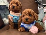 Renk Renk Toy Poodle Bebekler