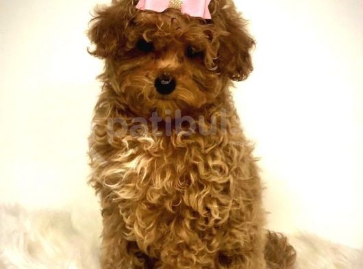 Tooy Poodle Yavrumuz 0 Teacup 