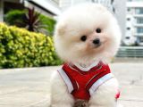 Pomeranian Boo Oğlumuz Felix