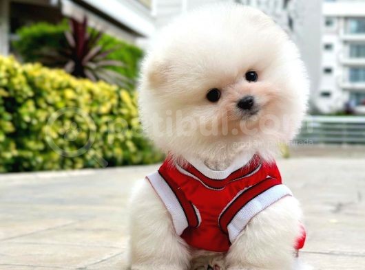 Pomeranian Boo Oğlumuz Felix