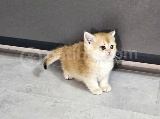 Scr Golden Bu Güzellikte Daha Uygun Bulak Mümkün Değil görsel