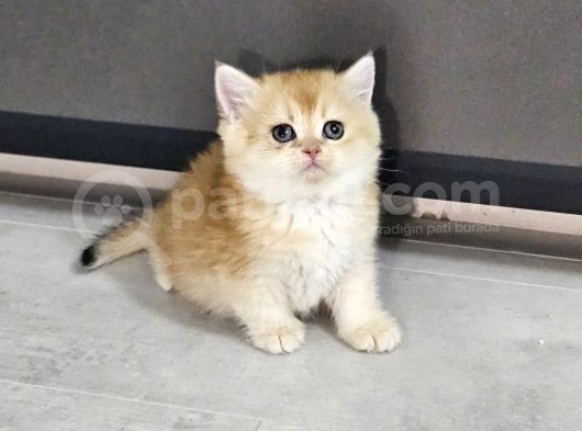 Scr Golden Bu Güzellikte Daha Uygun Bulak Mümkün Değil görsel