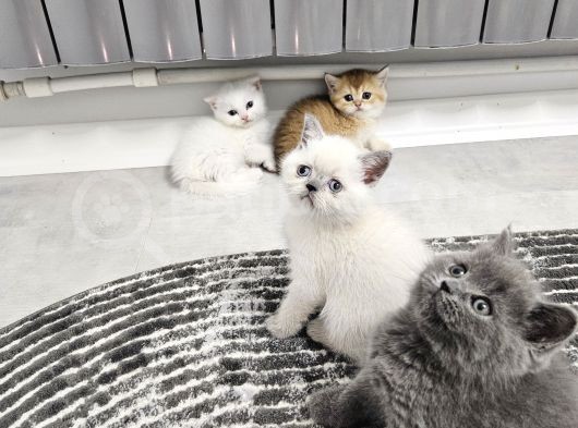 Scr Golden Bu Güzellikte Daha Uygun Bulak Mümkün Değil görsel