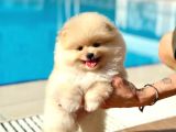 Ayı Surat Pomeranian Boo Bebeklerimiz