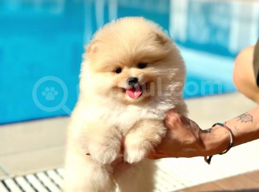Ayı Surat Pomeranian Boo Bebeklerimiz