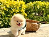 Ayı Surat Pomeranian Boo Bebeklerimiz