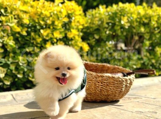 Ayı Surat Pomeranian Boo Bebeklerimiz görsel