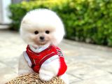 Pomeranian Boo Oğlumuz Felix
