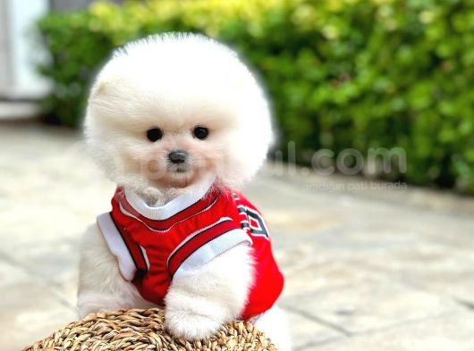 Pomeranian Boo Oğlumuz Felix görsel