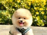 Ayı Surat Pomeranian Boo Bebeklerimiz