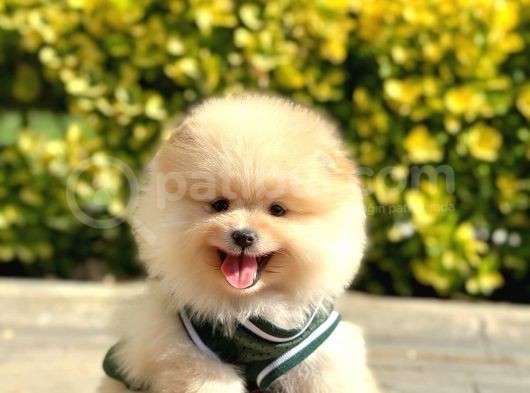 Ayı Surat Pomeranian Boo Bebeklerimiz görsel