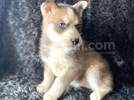 Orjinal Bayram Şekerleri Beyaz Ve Boz Renk Husky
