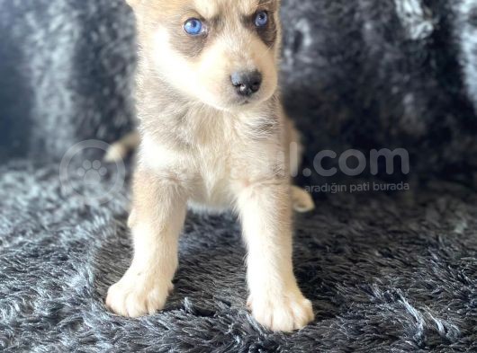 Orjinal Bayram Şekerleri Beyaz Ve Boz Renk Husky görsel
