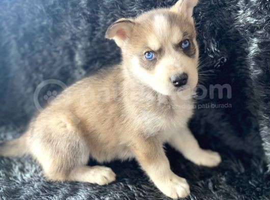Orjinal Bayram Şekerleri Beyaz Ve Boz Renk Husky görsel