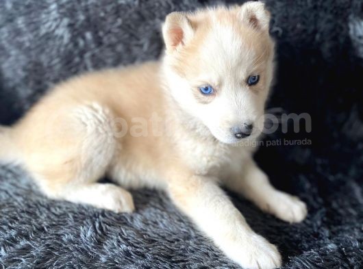 Orjinal Bayram Şekerleri Beyaz Ve Boz Renk Husky görsel