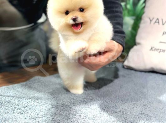 Muhteşem Güzelli̇kte Ayi Surat Pomerani̇an Boo Yavrularimiz görsel