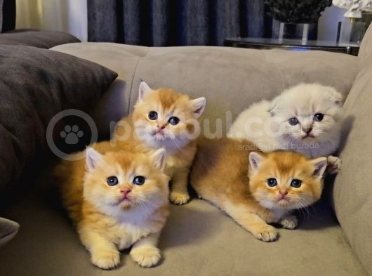Scr Golden Bu Güzellikte Daha Uygun Bulak Mümkün Değil görsel