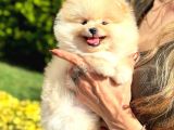Ayı Surat Pomeranian Boo Bebeklerimiz