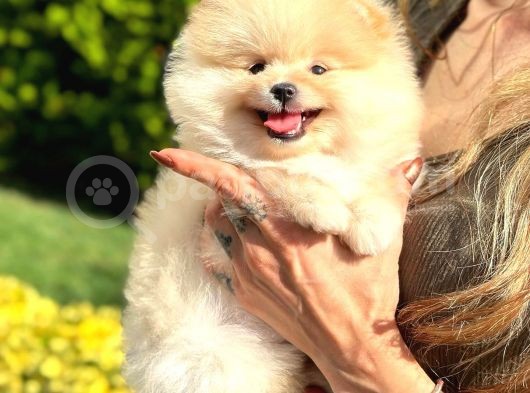 Ayı Surat Pomeranian Boo Bebeklerimiz görsel