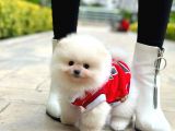 Pomeranian Boo Oğlumuz Felix