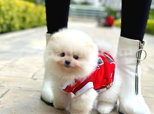 Pomeranian Boo Oğlumuz Felix görsel